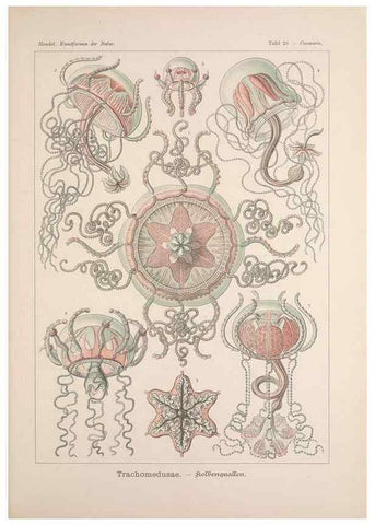 Reproducción/Reproduction 48430514526: Kunstformen der Natur. Leipzig und Wien :Verlag des Bibliographischen Instituts,1899-1904.. 