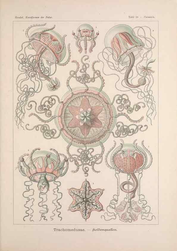 Reproducción/Reproduction 48430514526: Kunstformen der Natur. Leipzig und Wien :Verlag des Bibliographischen Instituts,1899-1904.. 