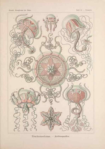 Reproducción/Reproduction 48430514526: Kunstformen der Natur. Leipzig und Wien :Verlag des Bibliographischen Instituts,1899-1904.. 