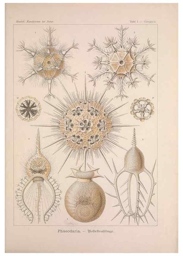 Reproducción/Reproduction 48430644862: Kunstformen der Natur. Leipzig und Wien :Verlag des Bibliographischen Instituts,1899-1904.. 
