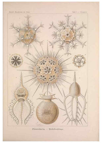 Reproducción/Reproduction 48430644862: Kunstformen der Natur. Leipzig und Wien :Verlag des Bibliographischen Instituts,1899-1904.. 