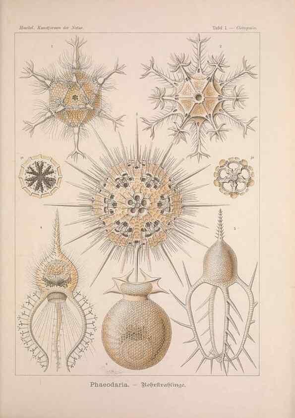 Reproducción/Reproduction 48430644862: Kunstformen der Natur. Leipzig und Wien :Verlag des Bibliographischen Instituts,1899-1904.. 