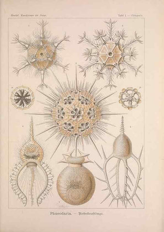 Reproducción/Reproduction 48430644862: Kunstformen der Natur. Leipzig und Wien :Verlag des Bibliographischen Instituts,1899-1904.. 