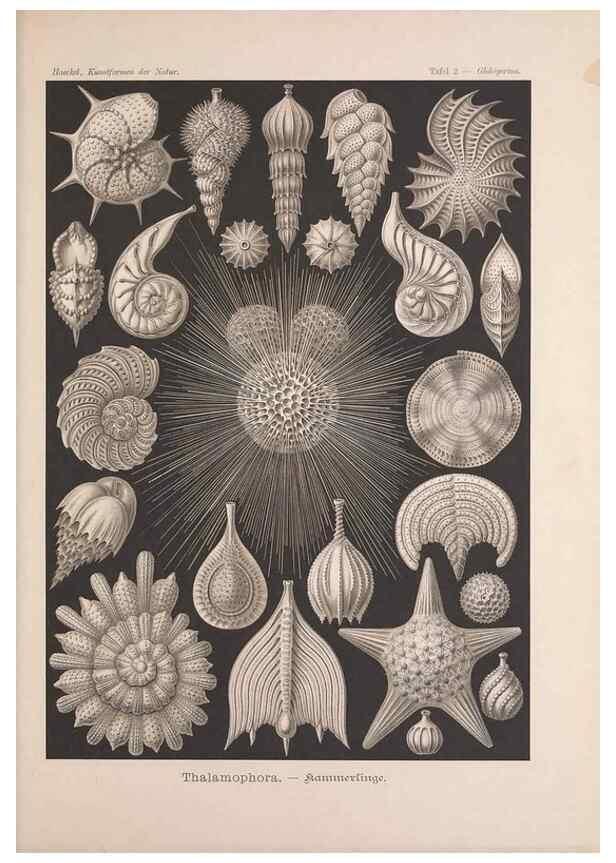 Reproducción/Reproduction 48430645472: Kunstformen der Natur. Leipzig und Wien :Verlag des Bibliographischen Instituts,1899-1904.. 