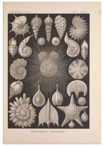 Reproducción/Reproduction 48430645472: Kunstformen der Natur. Leipzig und Wien :Verlag des Bibliographischen Instituts,1899-1904.. 