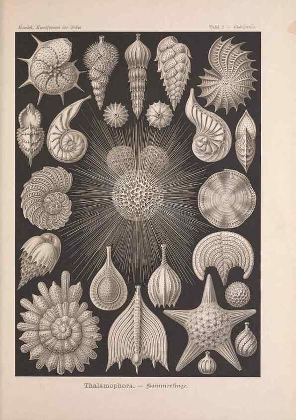 Reproducción/Reproduction 48430645472: Kunstformen der Natur. Leipzig und Wien :Verlag des Bibliographischen Instituts,1899-1904.. 