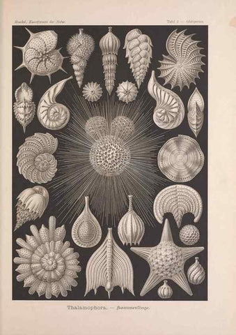 Reproducción/Reproduction 48430645472: Kunstformen der Natur. Leipzig und Wien :Verlag des Bibliographischen Instituts,1899-1904.. 