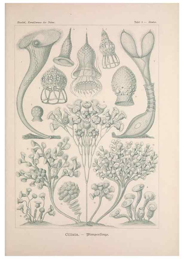 Reproducción/Reproduction 48430646037: Kunstformen der Natur. Leipzig und Wien :Verlag des Bibliographischen Instituts,1899-1904.. 