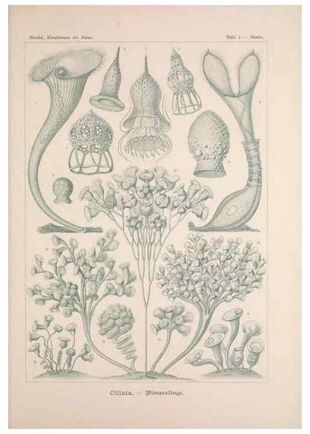 Reproducción/Reproduction 48430646037: Kunstformen der Natur. Leipzig und Wien :Verlag des Bibliographischen Instituts,1899-1904.. 