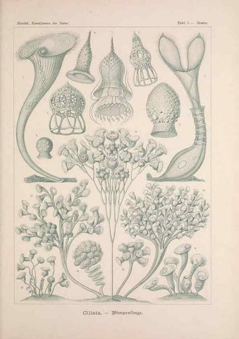 Reproducción/Reproduction 48430646037: Kunstformen der Natur. Leipzig und Wien :Verlag des Bibliographischen Instituts,1899-1904.. 
