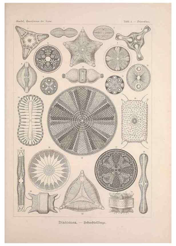 Reproducción/Reproduction 48430646537: Kunstformen der Natur. Leipzig und Wien :Verlag des Bibliographischen Instituts,1899-1904.. 