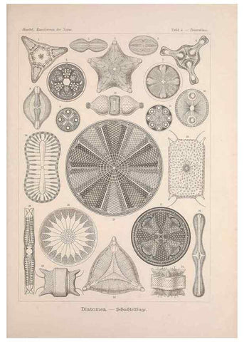 Reproducción/Reproduction 48430646537: Kunstformen der Natur. Leipzig und Wien :Verlag des Bibliographischen Instituts,1899-1904.. 