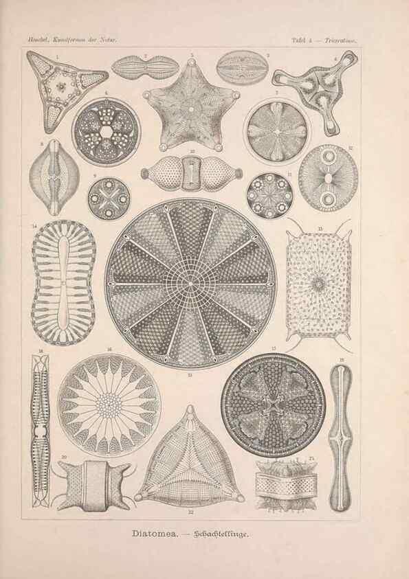 Reproducción/Reproduction 48430646537: Kunstformen der Natur. Leipzig und Wien :Verlag des Bibliographischen Instituts,1899-1904.. 