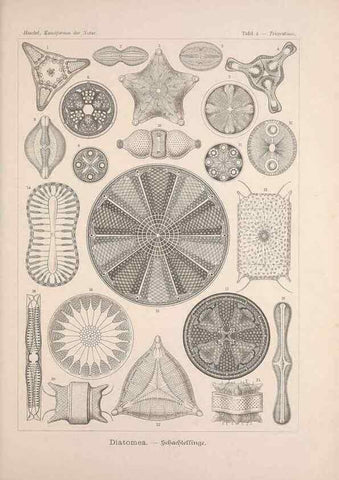 Reproducción/Reproduction 48430646537: Kunstformen der Natur. Leipzig und Wien :Verlag des Bibliographischen Instituts,1899-1904.. 