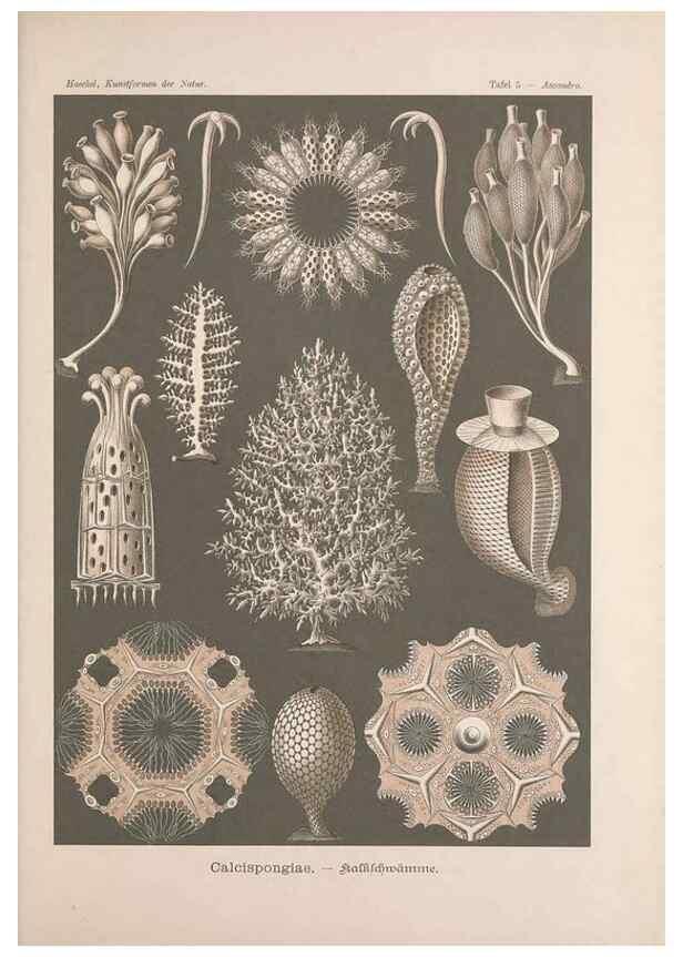 Reproducción/Reproduction 48430505036: Kunstformen der Natur. Leipzig und Wien :Verlag des Bibliographischen Instituts,1899-1904.. 
