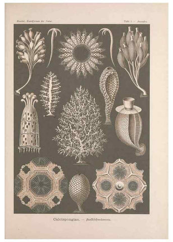 Reproducción/Reproduction 48430505036: Kunstformen der Natur. Leipzig und Wien :Verlag des Bibliographischen Instituts,1899-1904.. 