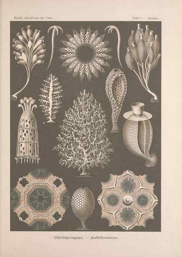 Reproducción/Reproduction 48430505036: Kunstformen der Natur. Leipzig und Wien :Verlag des Bibliographischen Instituts,1899-1904.. 