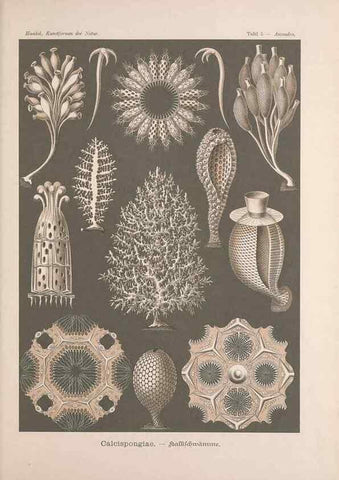 Reproducción/Reproduction 48430505036: Kunstformen der Natur. Leipzig und Wien :Verlag des Bibliographischen Instituts,1899-1904.. 
