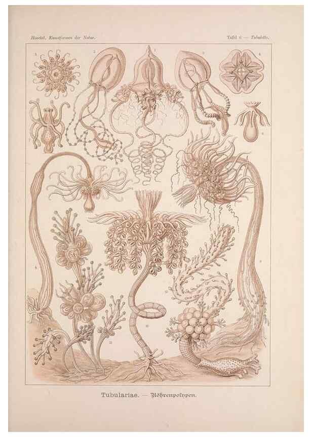 Reproducción/Reproduction 48430647387: Kunstformen der Natur. Leipzig und Wien :Verlag des Bibliographischen Instituts,1899-1904.. 
