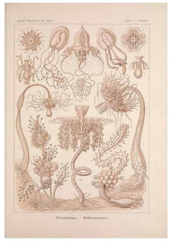 Reproducción/Reproduction 48430647387: Kunstformen der Natur. Leipzig und Wien :Verlag des Bibliographischen Instituts,1899-1904.. 