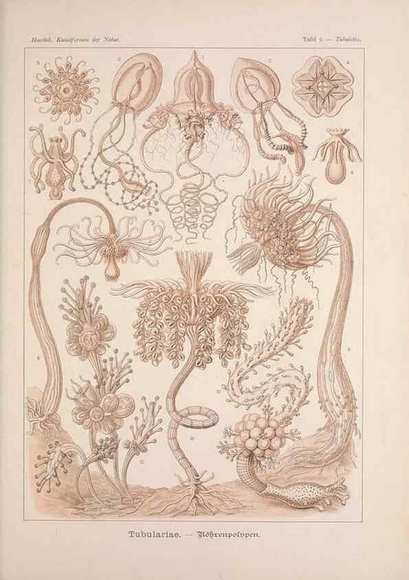 Reproducción/Reproduction 48430647387: Kunstformen der Natur. Leipzig und Wien :Verlag des Bibliographischen Instituts,1899-1904.. 