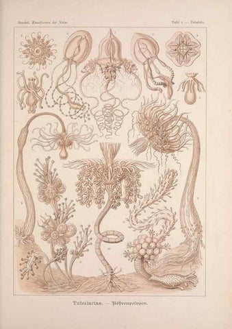 Reproducción/Reproduction 48430647387: Kunstformen der Natur. Leipzig und Wien :Verlag des Bibliographischen Instituts,1899-1904.. 