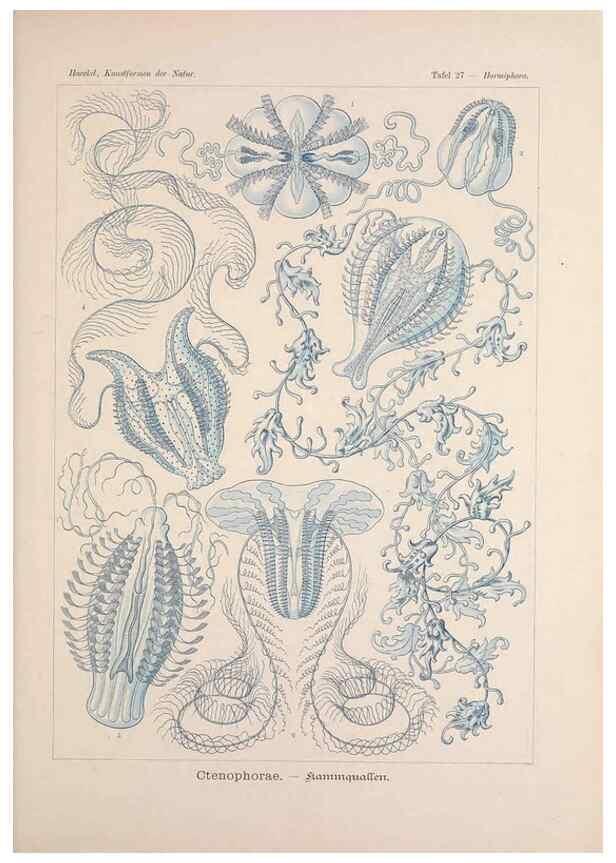 Reproducción/Reproduction 48430656572: Kunstformen der Natur. Leipzig und Wien :Verlag des Bibliographischen Instituts,1899-1904.. 