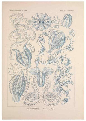 Reproducción/Reproduction 48430656572: Kunstformen der Natur. Leipzig und Wien :Verlag des Bibliographischen Instituts,1899-1904.. 