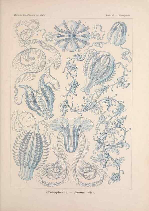 Reproducción/Reproduction 48430656572: Kunstformen der Natur. Leipzig und Wien :Verlag des Bibliographischen Instituts,1899-1904.. 