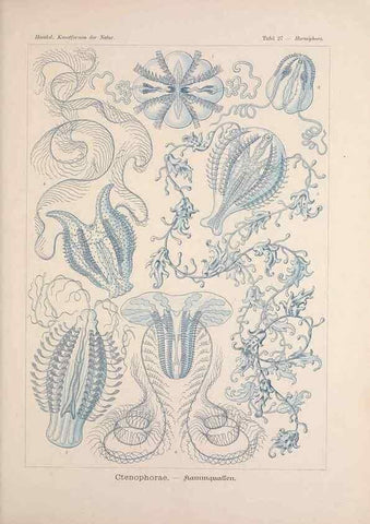 Reproducción/Reproduction 48430656572: Kunstformen der Natur. Leipzig und Wien :Verlag des Bibliographischen Instituts,1899-1904.. 