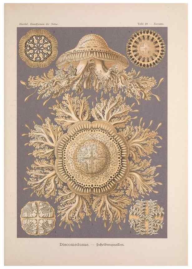 Reproducción/Reproduction 48430656937: Kunstformen der Natur. Leipzig und Wien :Verlag des Bibliographischen Instituts,1899-1904.. 