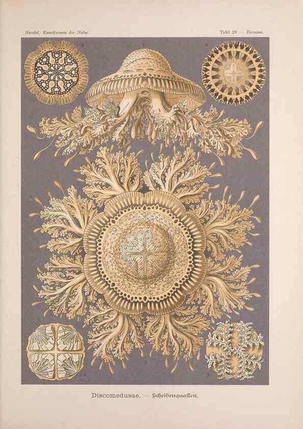 Reproducción/Reproduction 48430656937: Kunstformen der Natur. Leipzig und Wien :Verlag des Bibliographischen Instituts,1899-1904.. 