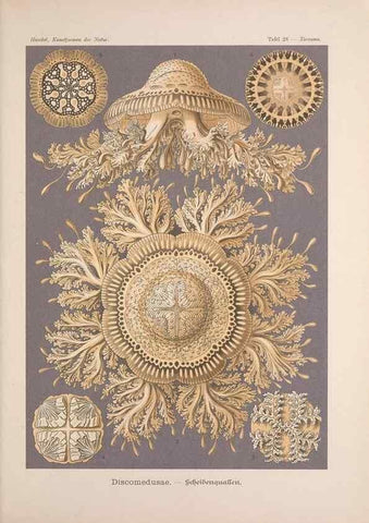 Reproducción/Reproduction 48430656937: Kunstformen der Natur. Leipzig und Wien :Verlag des Bibliographischen Instituts,1899-1904.. 