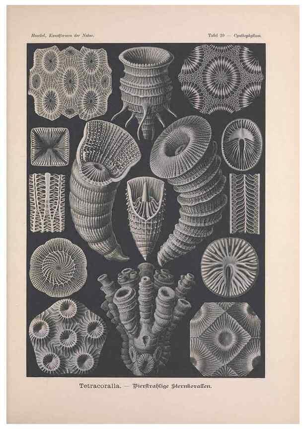 Reproducción/Reproduction 48430657322: Kunstformen der Natur. Leipzig und Wien :Verlag des Bibliographischen Instituts,1899-1904.. 