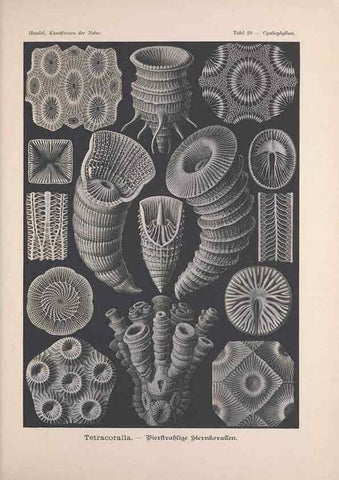 Reproducción/Reproduction 48430657322: Kunstformen der Natur. Leipzig und Wien :Verlag des Bibliographischen Instituts,1899-1904.. 