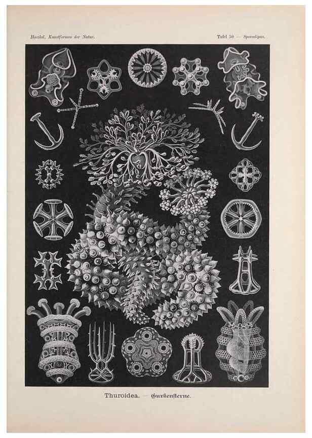 Reproducción/Reproduction 48430666212: Kunstformen der Natur. Leipzig und Wien :Verlag des Bibliographischen Instituts,1899-1904.. 