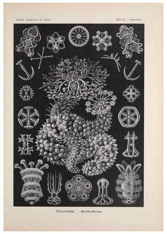 Reproducción/Reproduction 48430666212: Kunstformen der Natur. Leipzig und Wien :Verlag des Bibliographischen Instituts,1899-1904.. 