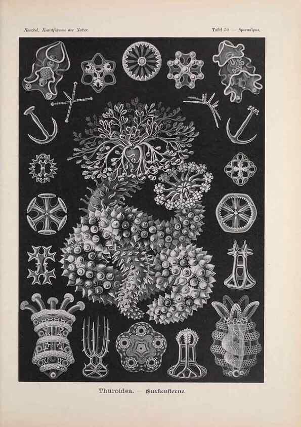 Reproducción/Reproduction 48430666212: Kunstformen der Natur. Leipzig und Wien :Verlag des Bibliographischen Instituts,1899-1904.. 