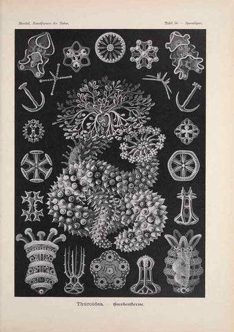 Reproducción/Reproduction 48430666212: Kunstformen der Natur. Leipzig und Wien :Verlag des Bibliographischen Instituts,1899-1904.. 