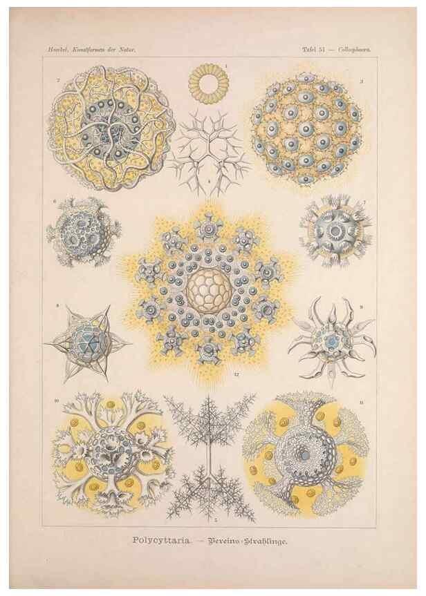 Reproducción/Reproduction 48430666832: Kunstformen der Natur. Leipzig und Wien :Verlag des Bibliographischen Instituts,1899-1904.. 