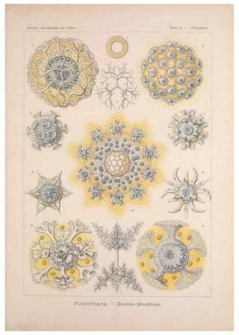 Reproducción/Reproduction 48430666832: Kunstformen der Natur. Leipzig und Wien :Verlag des Bibliographischen Instituts,1899-1904.. 
