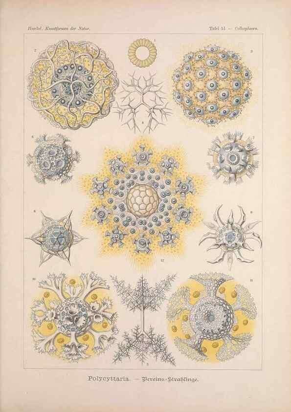 Reproducción/Reproduction 48430666832: Kunstformen der Natur. Leipzig und Wien :Verlag des Bibliographischen Instituts,1899-1904.. 