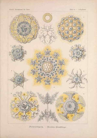 Reproducción/Reproduction 48430666832: Kunstformen der Natur. Leipzig und Wien :Verlag des Bibliographischen Instituts,1899-1904.. 