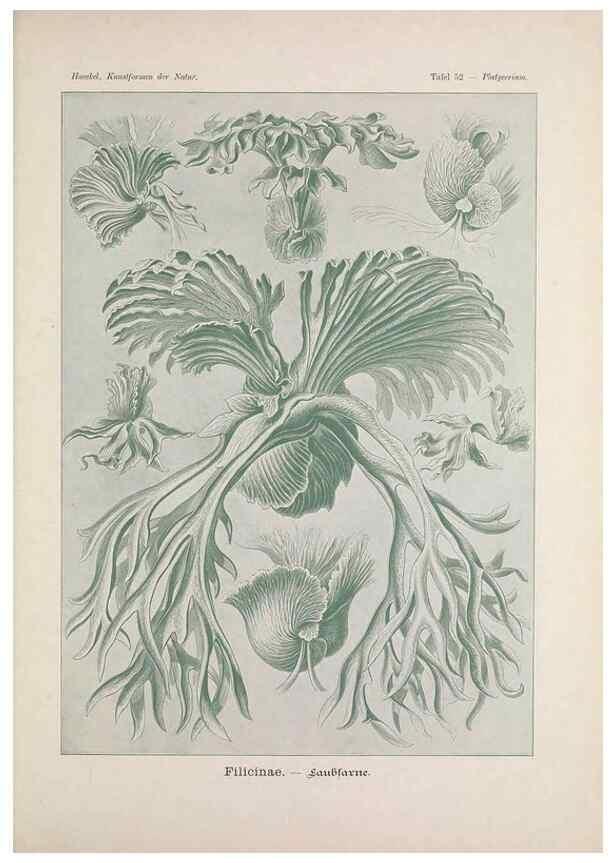 Reproducción/Reproduction 48430525866: Kunstformen der Natur. Leipzig und Wien :Verlag des Bibliographischen Instituts,1899-1904.. 