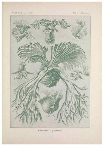 Reproducción/Reproduction 48430525866: Kunstformen der Natur. Leipzig und Wien :Verlag des Bibliographischen Instituts,1899-1904.. 