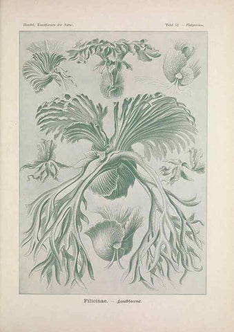 Reproducción/Reproduction 48430525866: Kunstformen der Natur. Leipzig und Wien :Verlag des Bibliographischen Instituts,1899-1904.. 