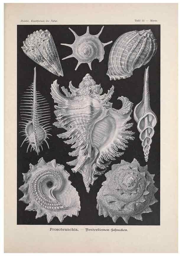 Reproducción/Reproduction 48430668087: Kunstformen der Natur. Leipzig und Wien :Verlag des Bibliographischen Instituts,1899-1904.. 