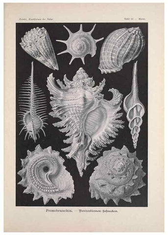 Reproducción/Reproduction 48430668087: Kunstformen der Natur. Leipzig und Wien :Verlag des Bibliographischen Instituts,1899-1904.. 