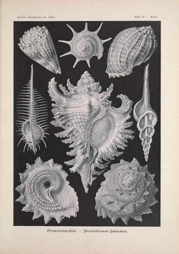 Reproducción/Reproduction 48430668087: Kunstformen der Natur. Leipzig und Wien :Verlag des Bibliographischen Instituts,1899-1904.. 