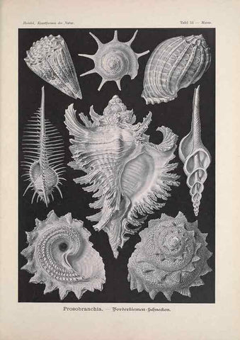 Reproducción/Reproduction 48430668087: Kunstformen der Natur. Leipzig und Wien :Verlag des Bibliographischen Instituts,1899-1904.. 